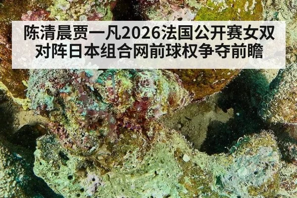 陈清晨贾一凡2026法国公开赛女双对阵日本组合网前球权争夺前瞻（jiuyou game）